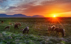 Wild horses at sunrise