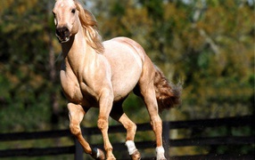 Лошадь на скаку