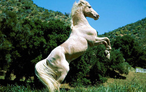 Лошадь на дыбах