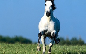 Белая лошадка