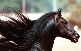 Красивый конь