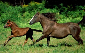 Лошадь и детеныш