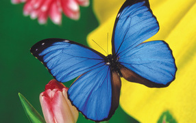 Красивая голубая бабочка