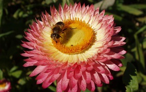 Пчелка и цветок