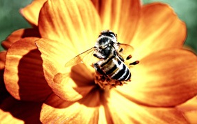 Пчела и цветок