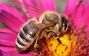 Пчела на цветке