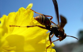 Пчела на желтом цветке