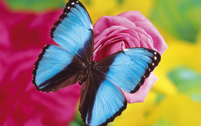 Синяя бабочка