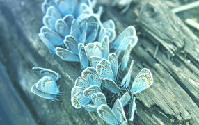 Бабочки на дереве