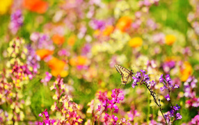 Бабочка и цветы
