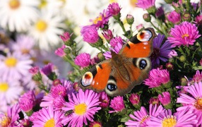 Butterfly and pink flowers