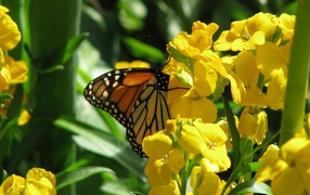 Бабочка и желтые цветы