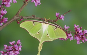 Бабочка хамелеон