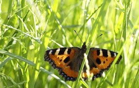 Butterfly in the grass