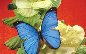 Бабочка на капусте