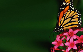 Бабочка на цветке