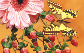 Бабочка на цветочных бутонах