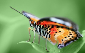 Бабочка на зеленом