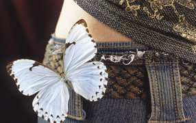 Бабочка на бедрах