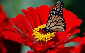 Бабочка на красном цветке