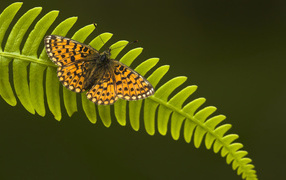 Бабочка на листке