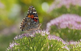 Бабочка на поле