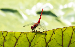 Стрекоза на листьях