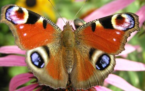 Летящая бабочка
