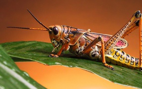 Красивый кузнечик