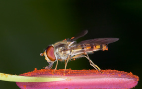 Насекомое на цветке