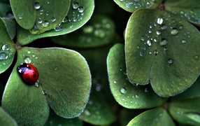 Божья коровка