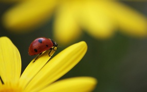 Божья коровка