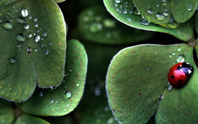 Божья коровка на листе