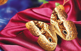 Леопардовая бабочка