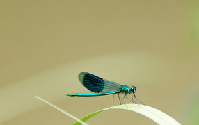 Little blue dragonfly