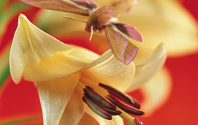 Маленькая бабочка