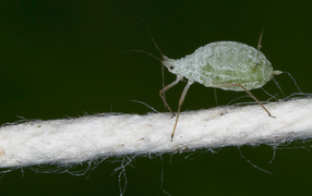 Micro green bug