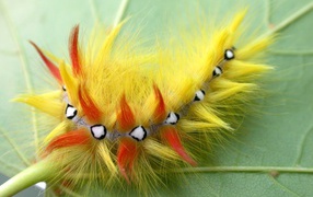 Гусеница насекомое