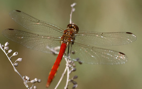 Красная стрекоза