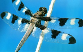 Пятнистая стрекоза