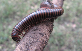 Неприятное насекомое