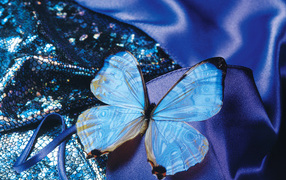 Бархатная бабочка