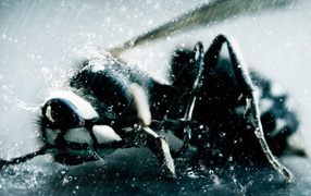 Оса в непогоду