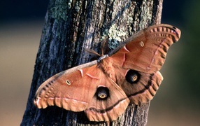 Бабочка хамелеон