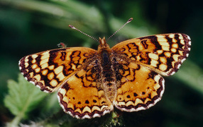 Оранжевая бабочка