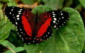 Красная бабочка
