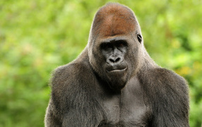 Горилла
