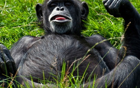 Отдыхающий примат