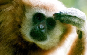 Думающий примат