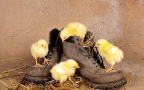 Chickens in boots